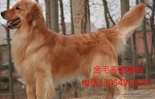 阜阳出售金毛巡回犬大头宽嘴纯种健康黄金血统金毛幼犬